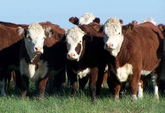45 científicos argentinos evaluaron la sustentabilidad actual de la ganadería