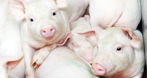 Una vacuna contra una de las enfermedades más presentes en las granjas porcinas