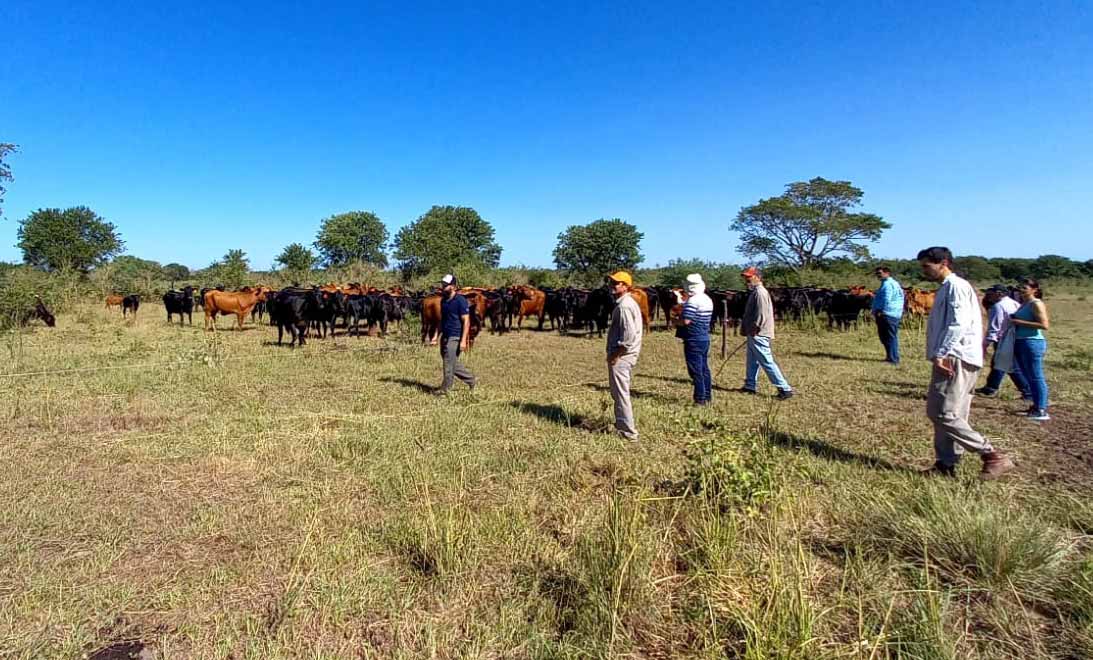 Ganadería regenerativa en Chaco, recorridas y conclusiones