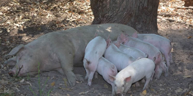 Entre Ríos: Impulsan producción porcina sana y sostenible