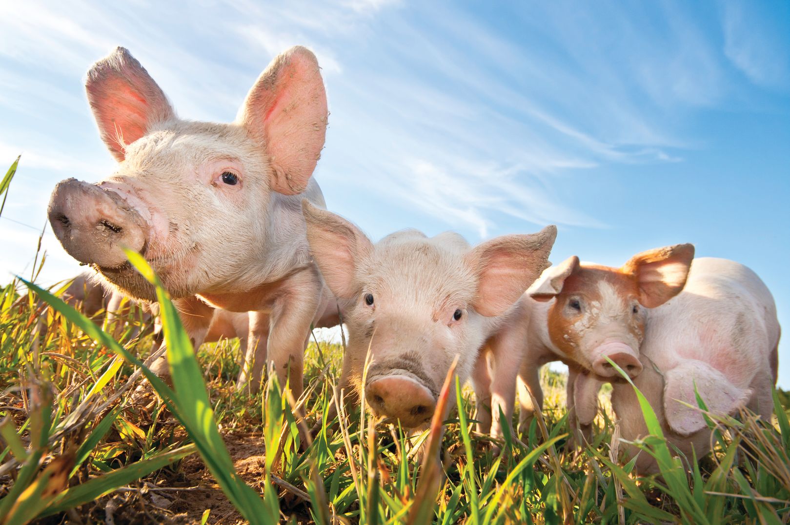 Lanzan una biblioteca técnica virtual sobre producción animal