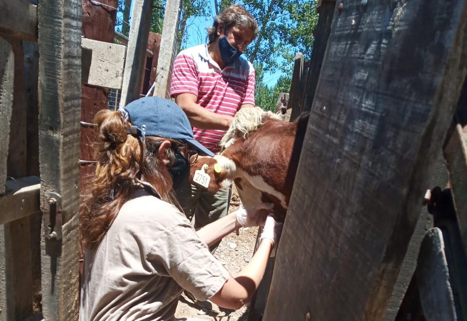 Fiebre aftosa en Argentina: se llevan vacunados más de 50 millones de bovinos