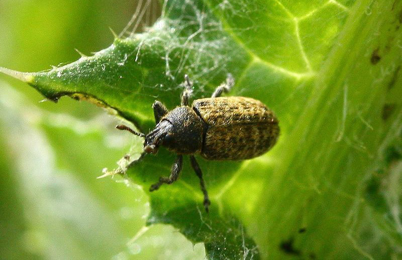 La historia del control biológico de Cardo pendiente con Rhinocyllus conicus