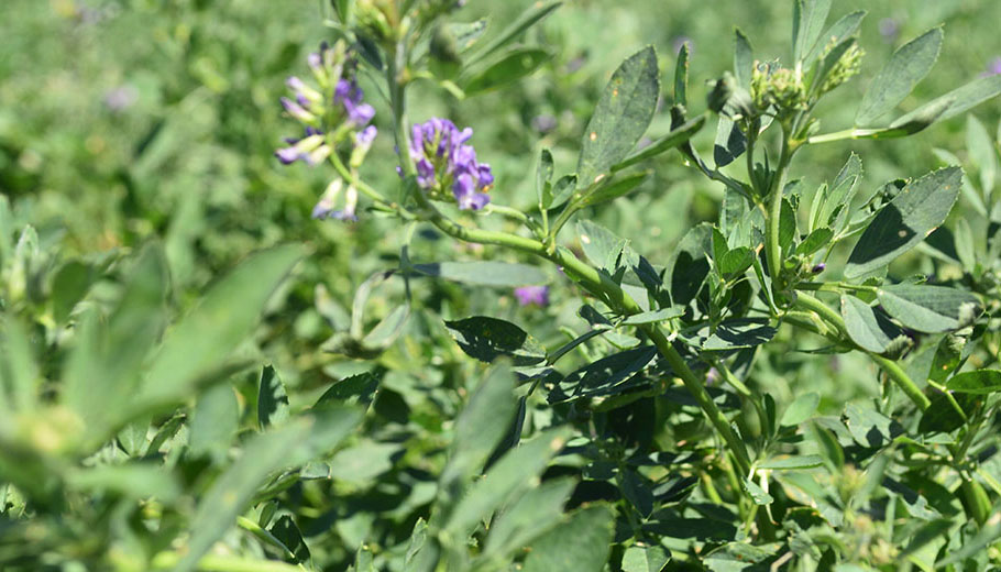Pasturas: según UPL "no todos los bioestimulantes tienen el mismo objetivo"