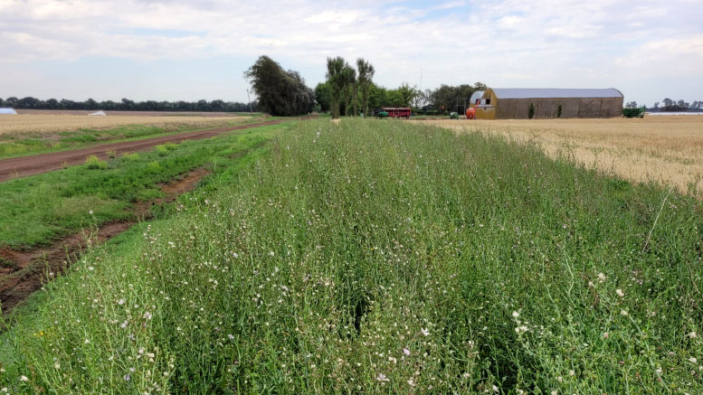 El agro vuelve a mirar la biodiversidad: Bordes vivos, campos más fuertes