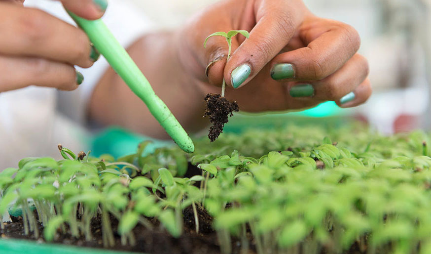 Bioinsumos: hacia una agricultura cada vez más sustentable