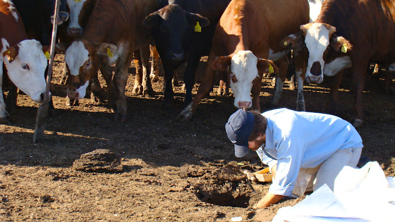 ¿Contaminan el agua los feedlots de la Pampa Húmeda ?