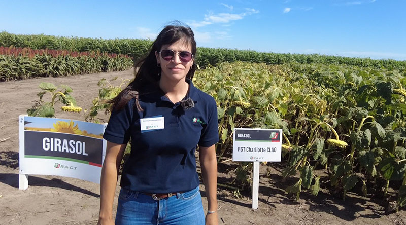 Girasol: crece el alto oleico de la mano de la genética