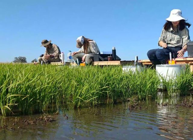 Sustentabilidad: estiman la huella de carbono de la producción arrocera