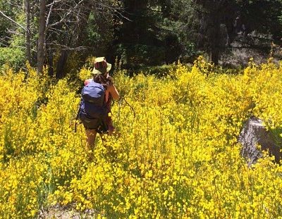 Patagonia: ¿qué conviene  hacer con las especies vegetales invasoras?