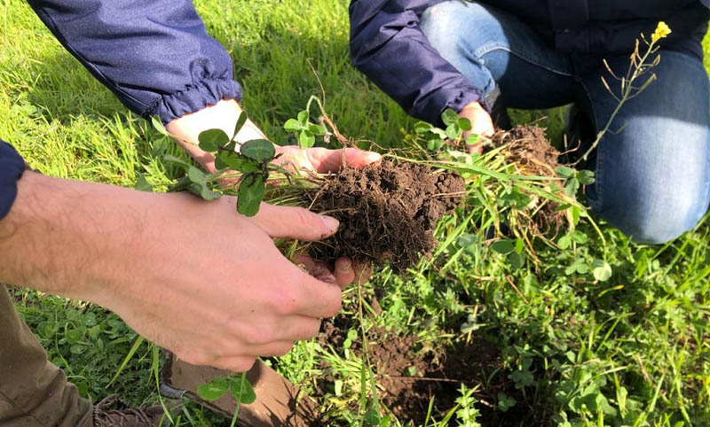 ¿Qué es la agricultura regenerativa que busca revitalizar los suelos?