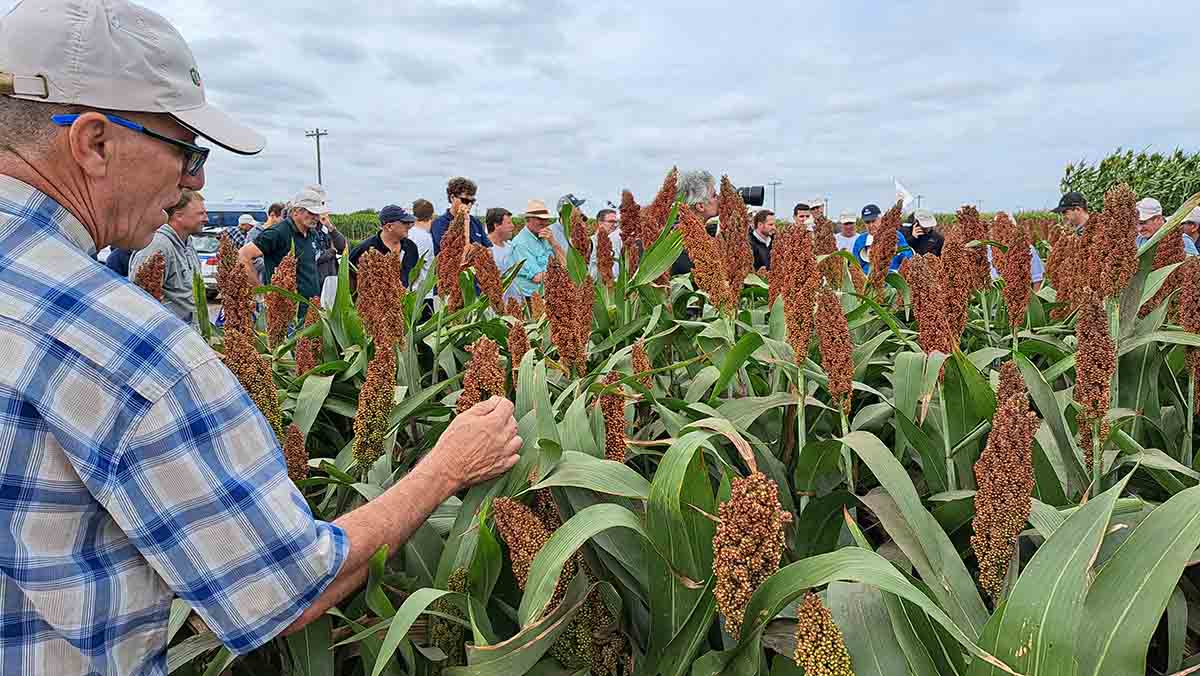 El sorgo no hospeda chicharrita y cierra muy  buenos números