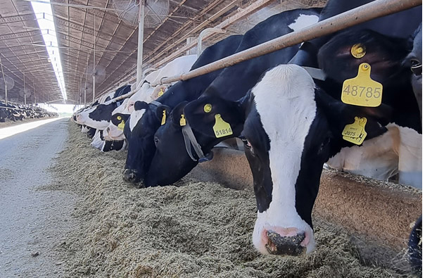 Efecto de hemicelulasas y esporas de Aspergillus oryzae sobre vacas lecheras