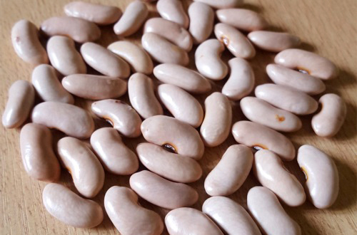 Encuentran Xanthomonas axonopodis en más del 24% del poroto para exportación