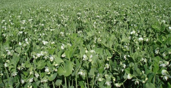 Bioparaná y Biosyenergia en la búsqueda de insumos para bajar el costo ambiental