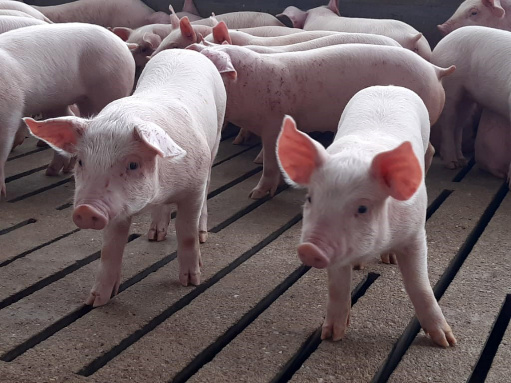 Lanzan línea de productos para cerdos 100% libre de antibióticos.