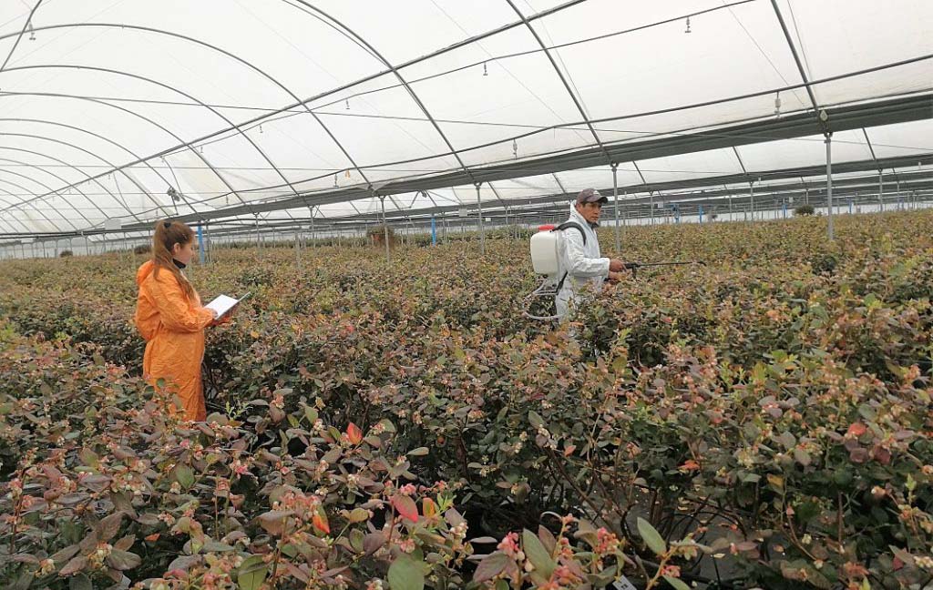 Promueven el uso de Bio insumos en la producción en Chile