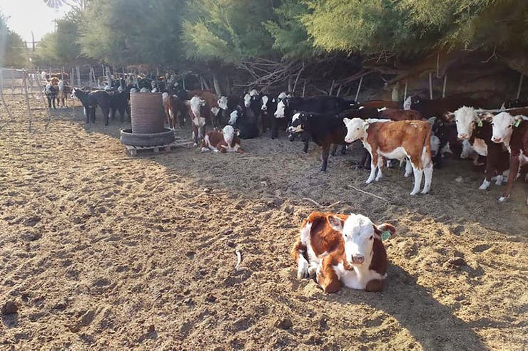 Buscan determinar los impactos ambientales de la carne vacuna argentina