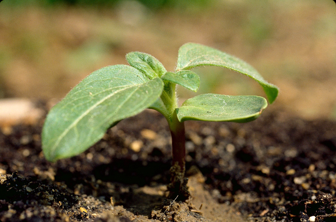 ¿Por qué los Bioinsumos son clave para la producción sustentable?