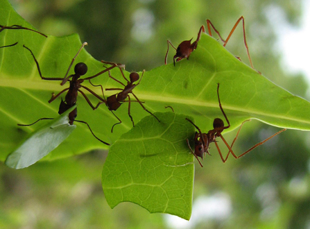 Hormigas cortadoras: ¿Cómo deciden que planta trozar?