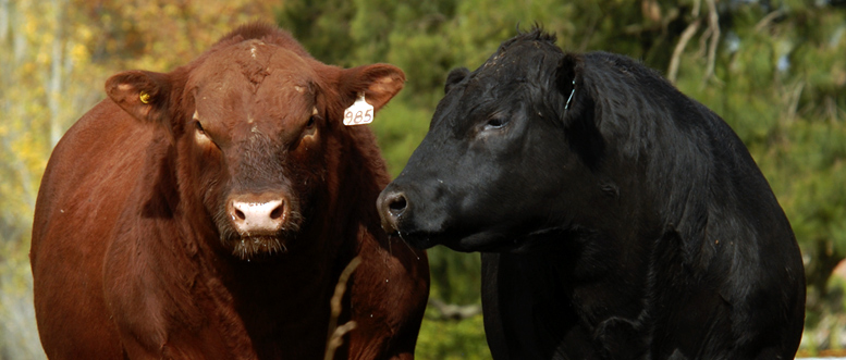 Impulsan la construcción de indicadores de sustentabilidad en carne