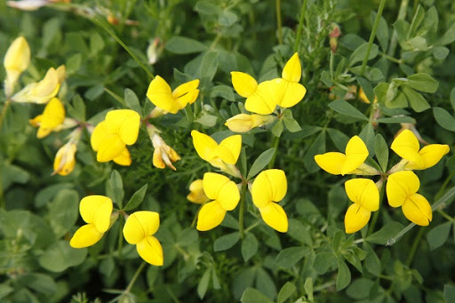 No se recomienda el uso de Biosólidos en la pastura Lotus corniculatus L