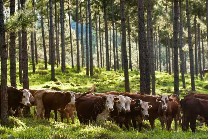 ¿Cuán efectivas son las forestaciones para mitigar el calentamiento global?