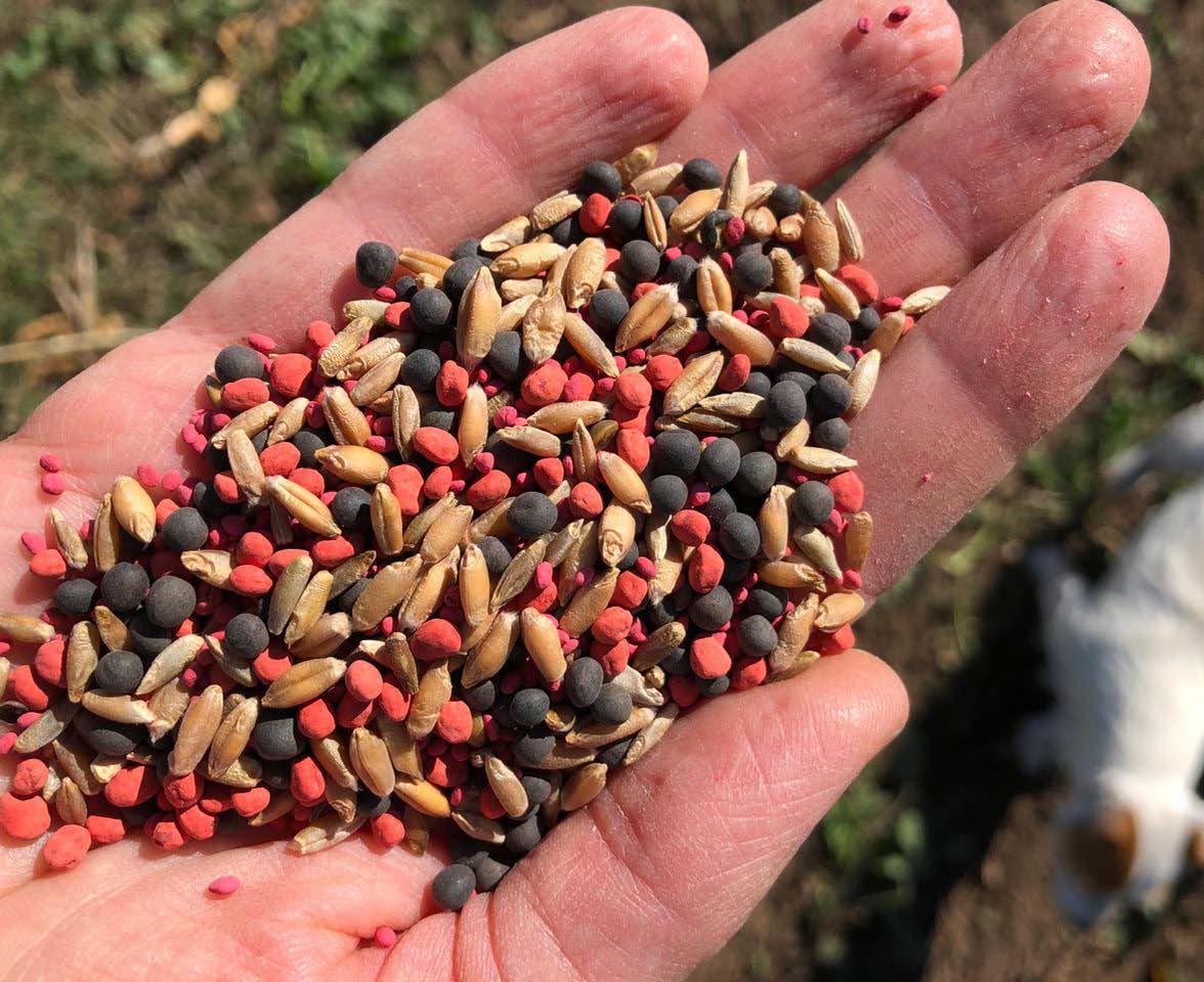 Policultivos: fin del mito según el cual todo brote verde compite con el cultivo