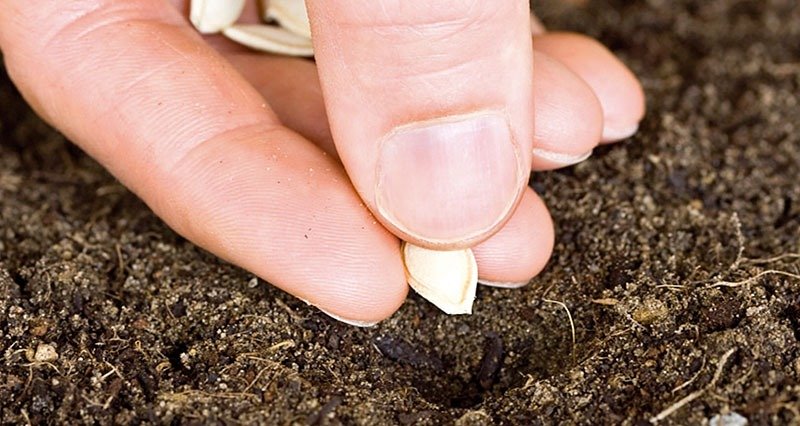 Cultivos de invierno: cuando la clave es la eficacia de los bioinsumos