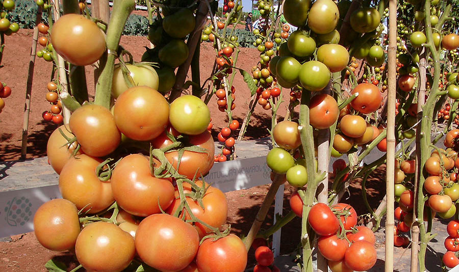 Buenos Aires avanza con un proyecto de Ley de Promoción de la Agroecología