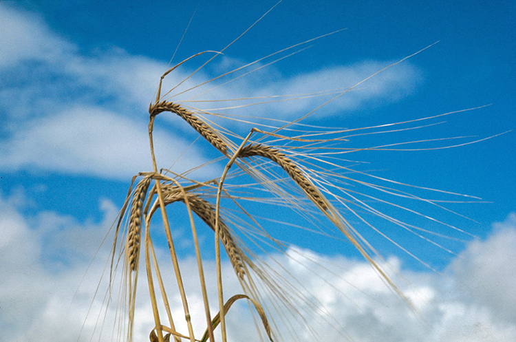 Proponen Trigo 360°: un programa fisiológico y de nutrición para cereales
