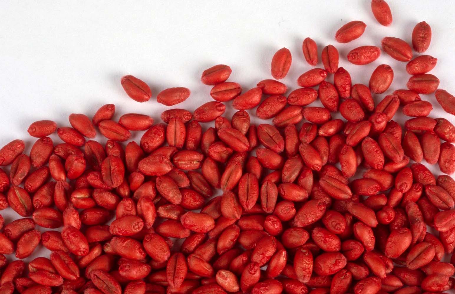 ¿Qué pierde el campo argentino con la reciente norma sobre cultivares?