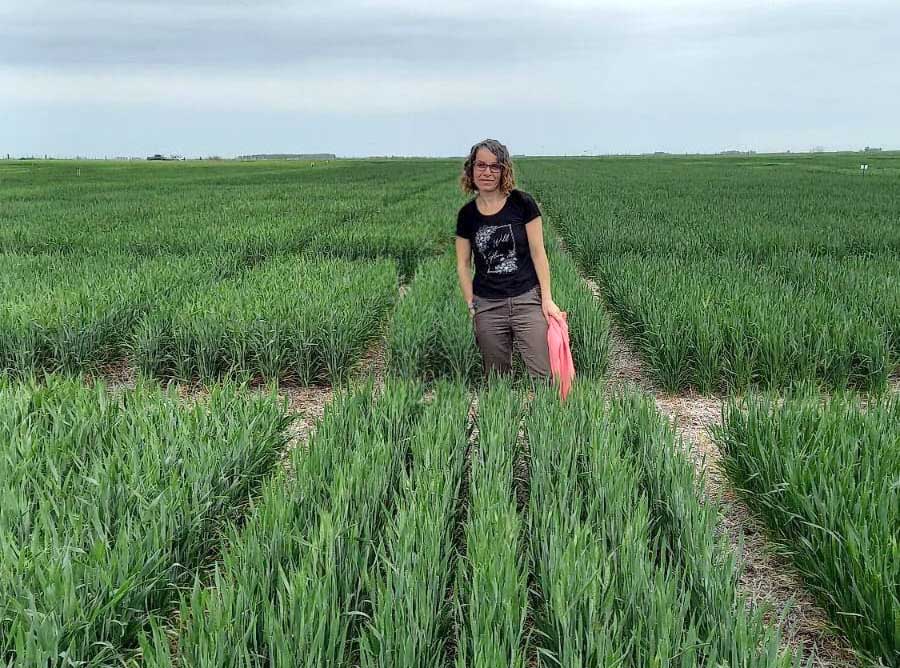 Bioinsumos: Ingeniería en Fertilizantes (IF) propone combinar estrategias