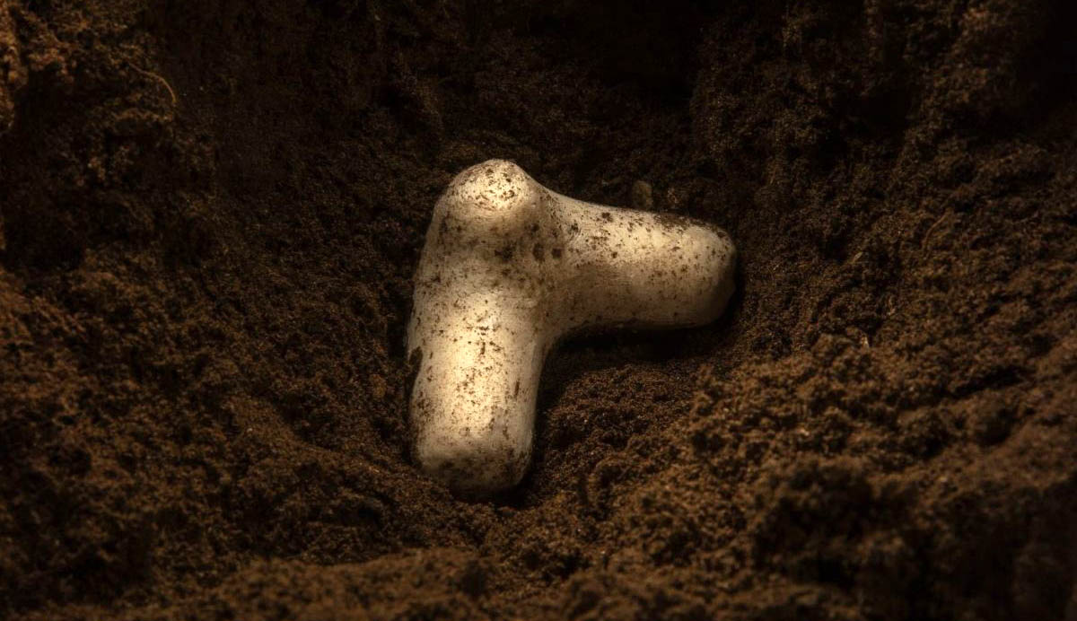 Crearon cápsulas biodegradables que regenera el suelo ¿Cómo funcionan?