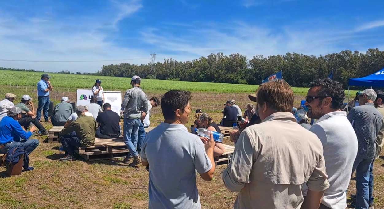 Arvejas, trigo, cebada y commelina con biológicos en la muestra a campo de LMA