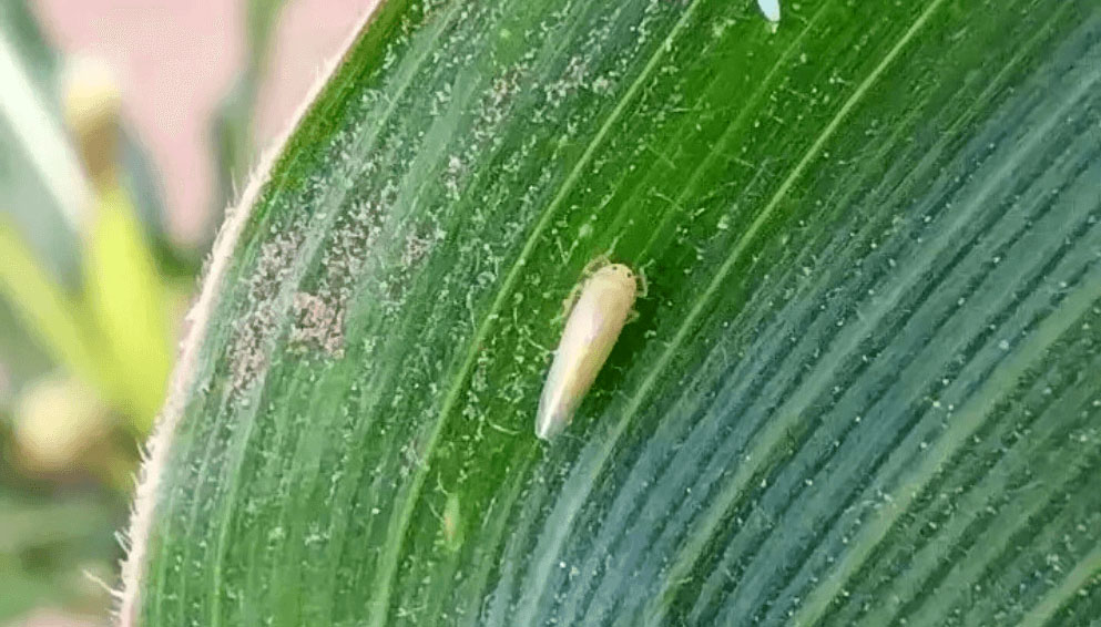 Bioinsecticida para maíz que controla la plaga y preserva los enemigos naturales