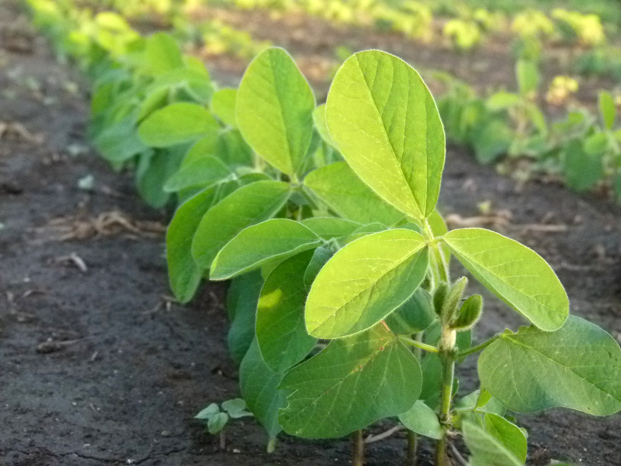 Lanza un bioinsumo que activa las vías hormonales de defensa de la planta