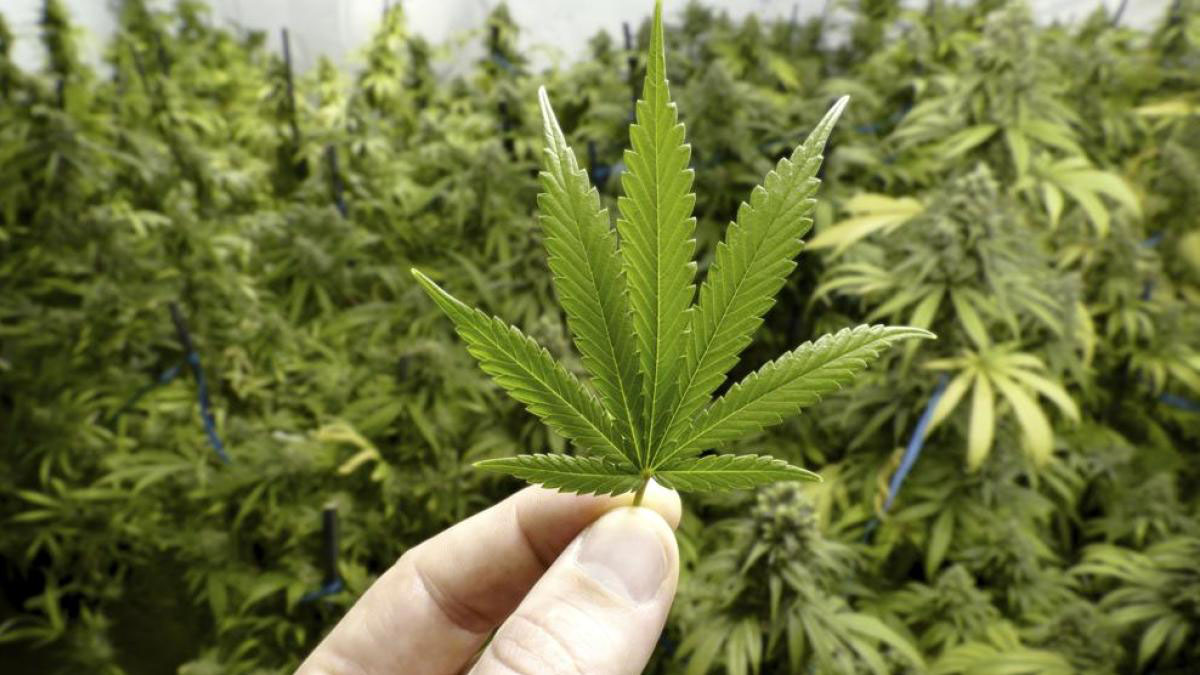 Forbio produce inoculantes biológicos para el cultivo de cannabis medicinal