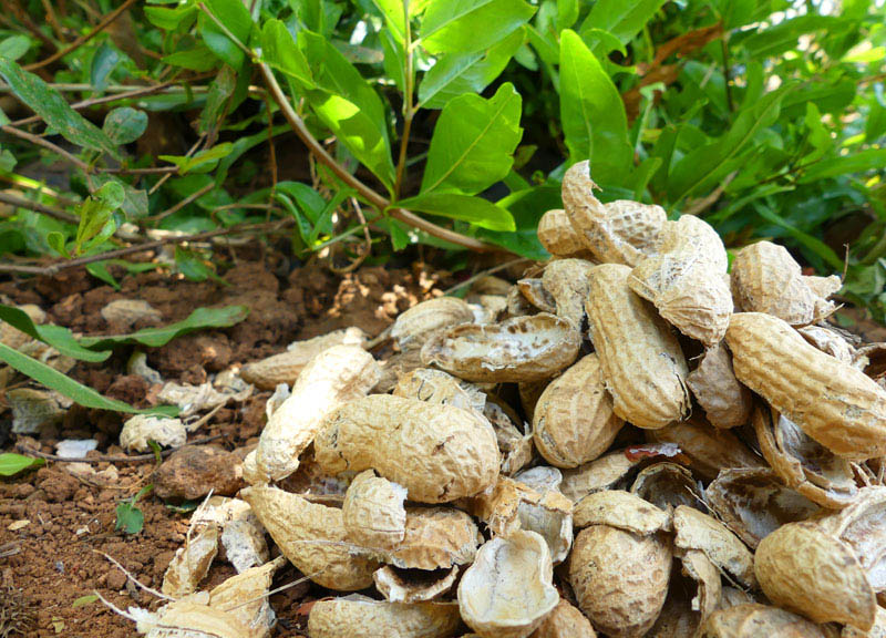 Qué son los biocarbones y bioaceites que buscan mejorar la sustentabilidad