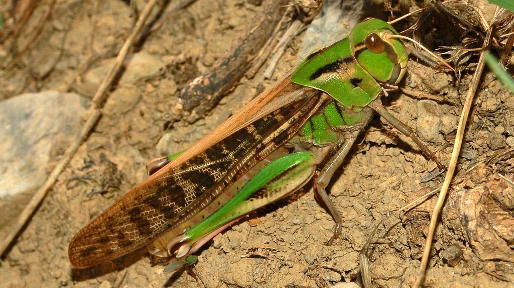 Desarrollan insecticidas biológicos contra langosta en base a hongos