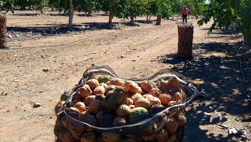 Mendoza: Crece el uso de bioinsumos para producciones regionales