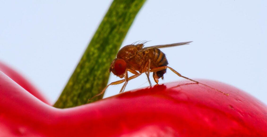 Control biológico de Drosophila suzukii, la mosca de los frutos