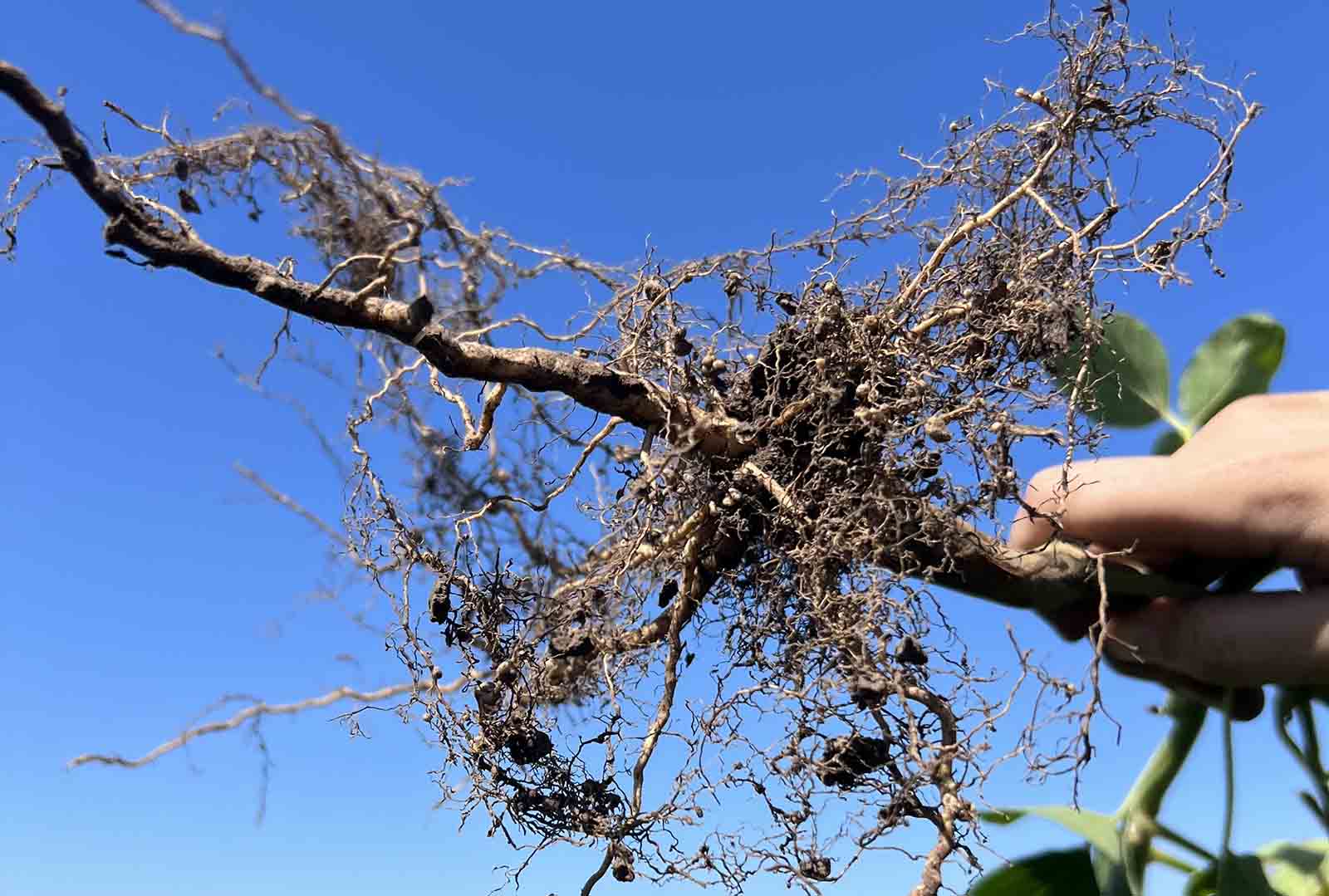Yara lanzó un bioestimulante para que contiene bioactivos extraídos de un alga