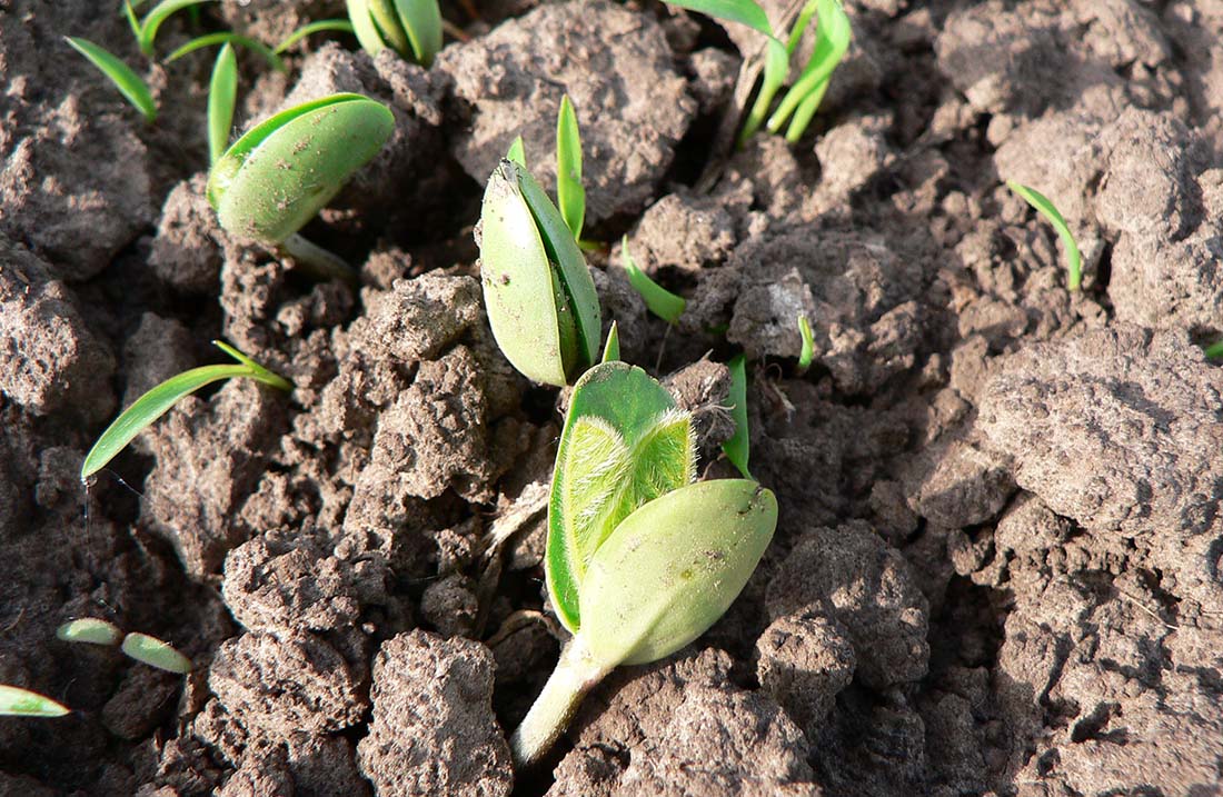 Inoculantes biológicos con cepas combinadas por ambiente y Biofertilizantes.