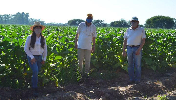 Tabaco: con bioinsumos y productos biológicos se mejora la sostenibilidad.