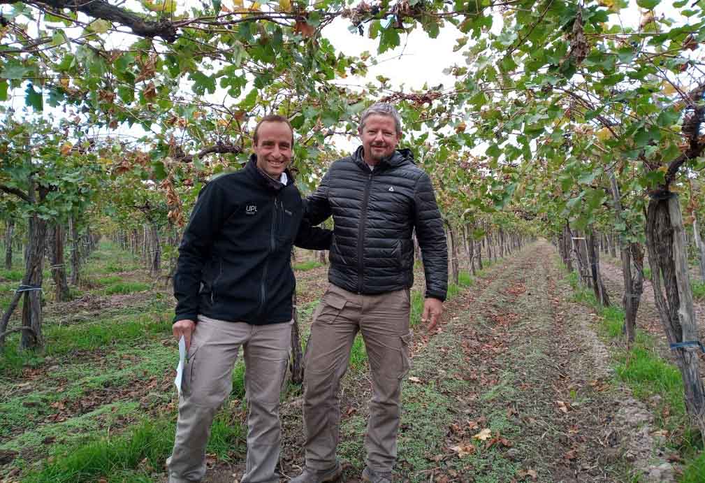 Una biosolución que potencia la producción de los viñedos