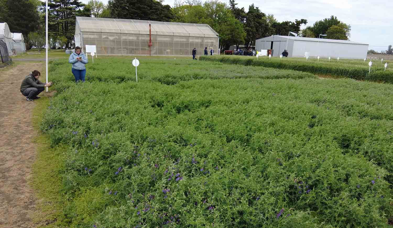 Vicia: ¿cómo inocular correctamente el cultivo y lograr buenos nódulos?