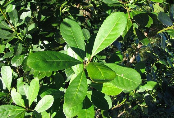 Bioinsumos para controlar patógenos en Yerba mate