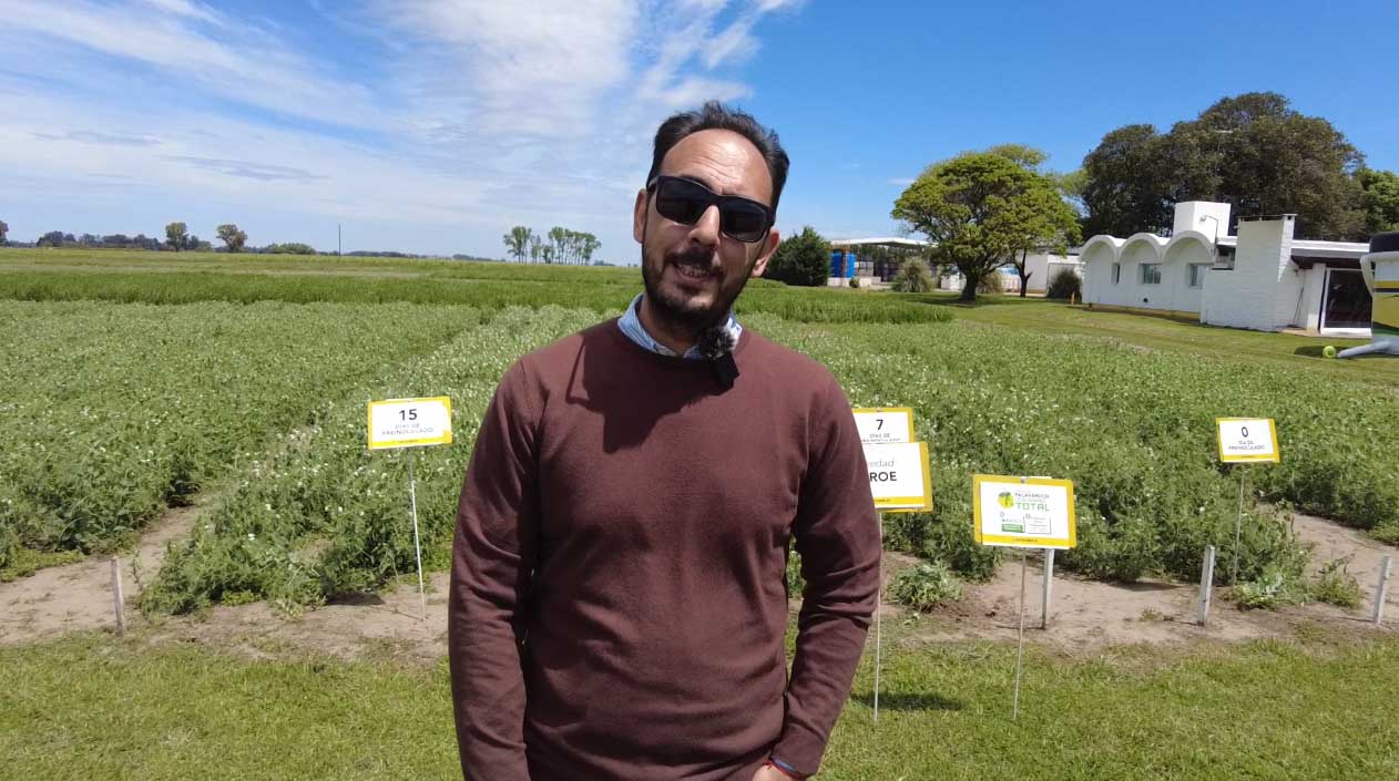 Barenbrug avanza en preinoculación para arveja y suma tecnología multiespectral 