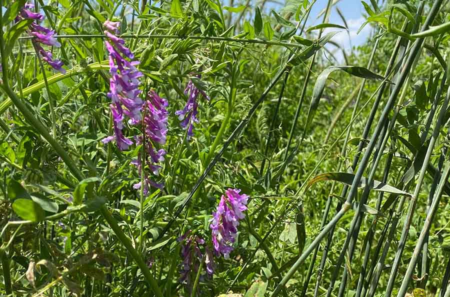 Agroecosistemas: cultivos de servicio para afrontar el estrés térmico